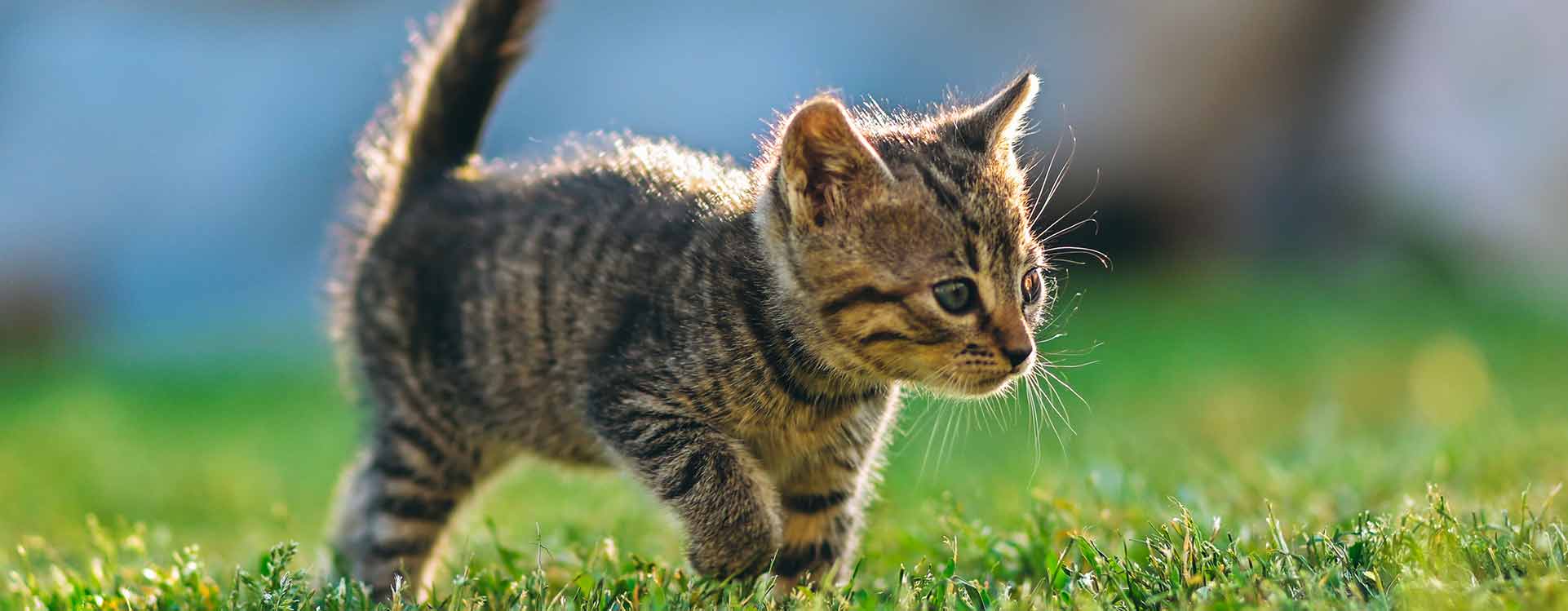 Hardscaping Services